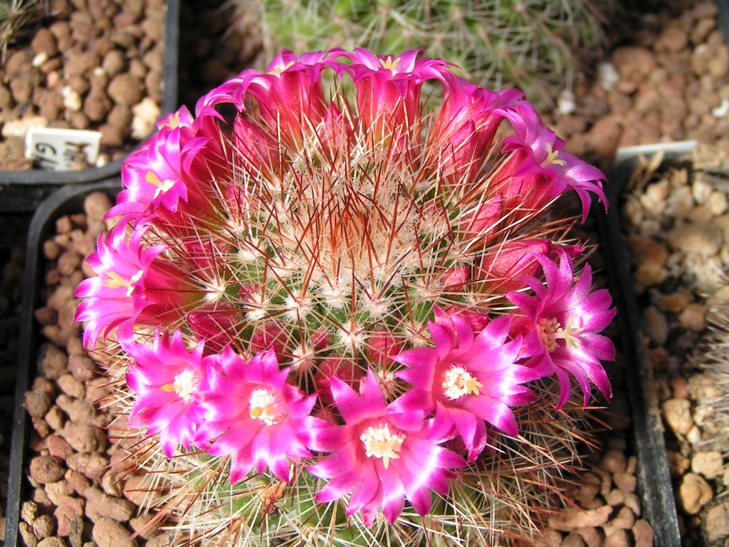 MAMMILLARIA crassior Rep 761